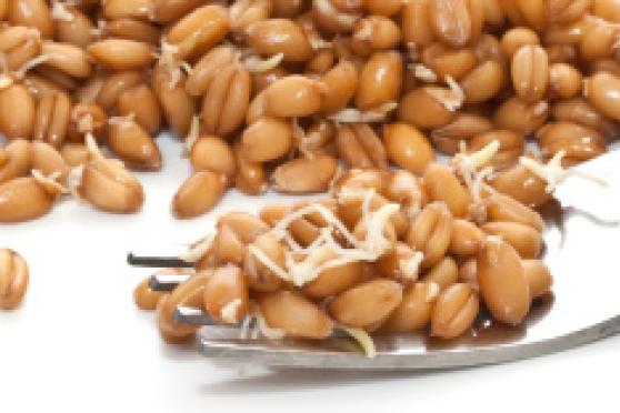 Photo: Sprouted food laying on a silver fork